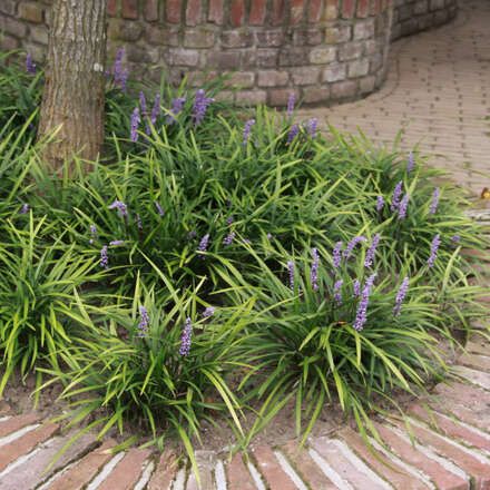 Liriope muscari 'Ingwersen' - Leliegras - toptuinplanten