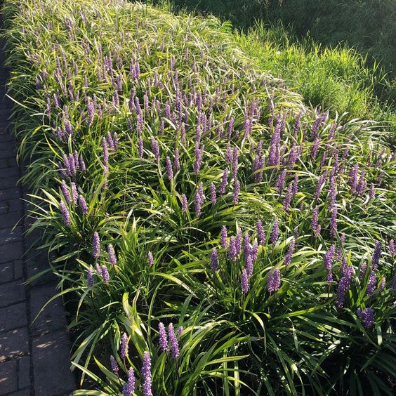 Liriope muscari 'Moneymaker' - leliegras - toptuinplanten