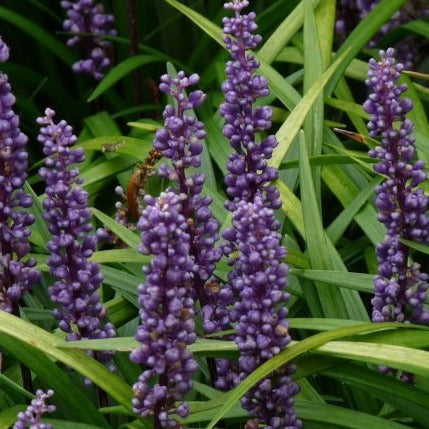 Liriope muscari 'Moneymaker' - leliegras - toptuinplanten