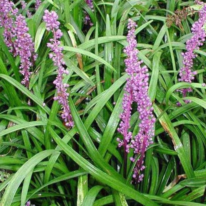 Liriope muscari 'Purple Passion' - leliegras - toptuinplanten