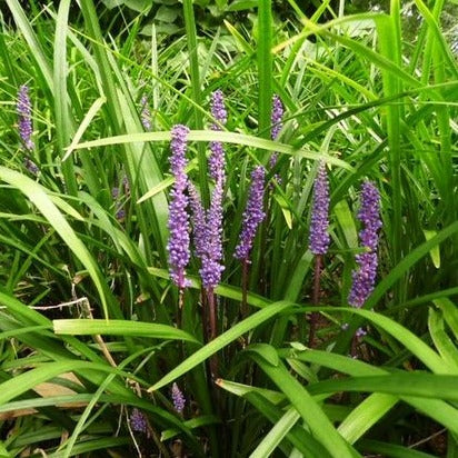 Liriope muscari 'Purple Passion' - leliegras - toptuinplanten
