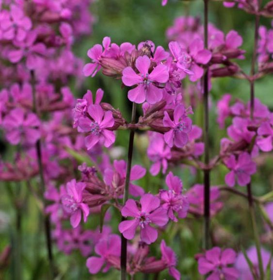 Lychnis viscaria 'Splendens' - pekanjer - toptuinplanten