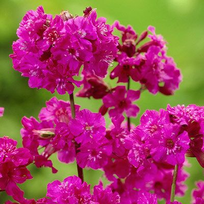 Lychnis viscaria 'Splendens' - pekanjer - toptuinplanten