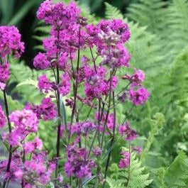 Lychnis viscaria 'Splendens' - pekanjer - toptuinplanten