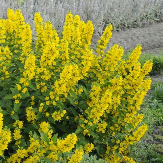 Lysimachia punctata - Puntwederik - toptuinplanten