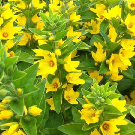 Lysimachia punctata - Puntwederik - toptuinplanten