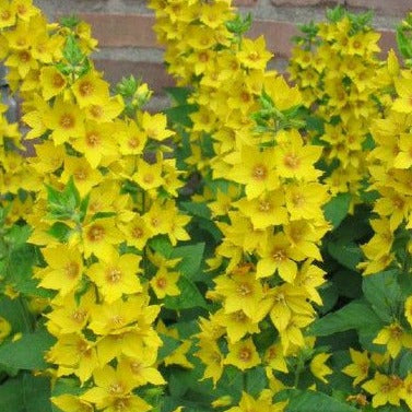 Lysimachia punctata - Puntwederik - toptuinplanten