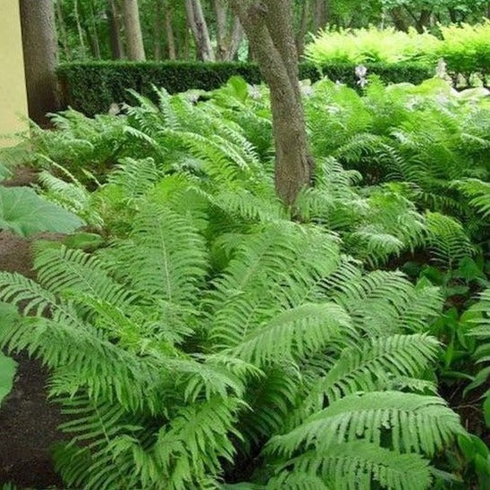 Matteuccia struthiopteris - Struisvaren - toptuinplanten