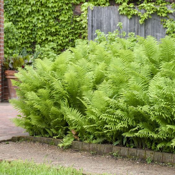 Matteuccia struthiopteris - Struisvaren - toptuinplanten