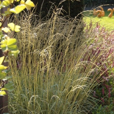 Molinia arundinacea 'Karl Foerster' - Pijpenstrootje - toptuinplanten