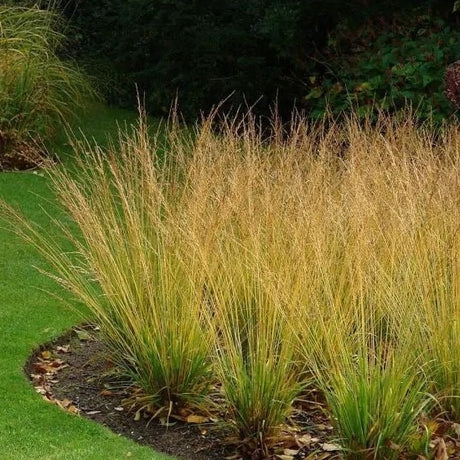 Molinia caerulea 'Heidebraut' - Pijpenstrootje - toptuinplanten