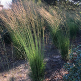 Molinia caerulea 'Heidebraut' - Pijpenstrootje - toptuinplanten