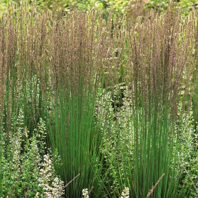 Molinia caerulea 'Moorhexe' - Pijpestrootje - toptuinplanten