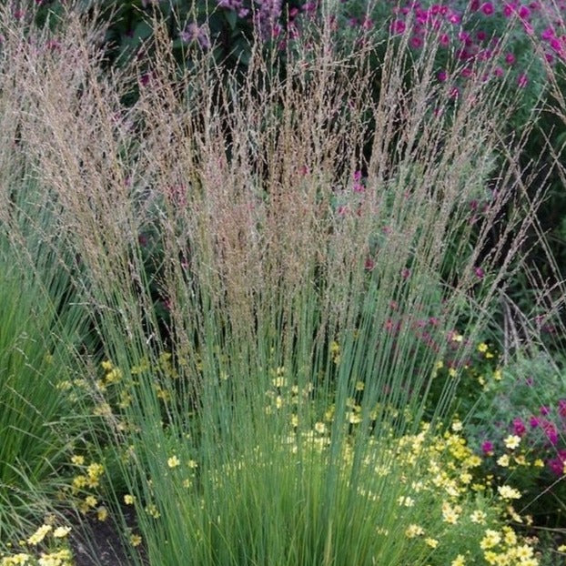 Molinia caerulea 'Moorhexe' - Pijpestrootje - toptuinplanten