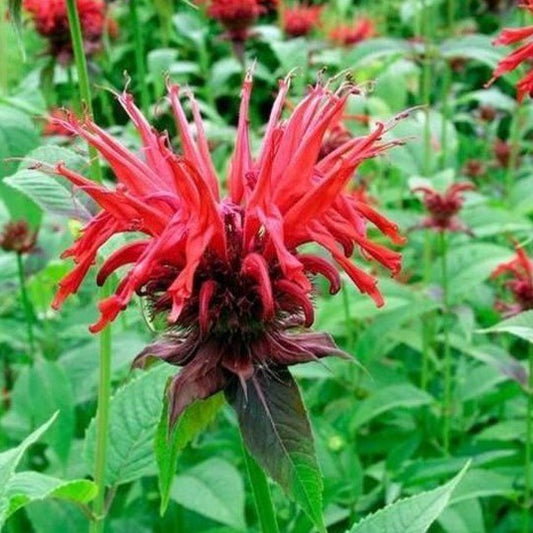 Monarda 'Cambridge Scarlet - Bergamot - toptuinplanten