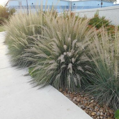 Muhlenbergia lindheimeri - Muhlenbergia - toptuinplanten