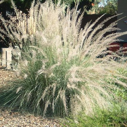 Muhlenbergia lindheimeri - Muhlenbergia - toptuinplanten