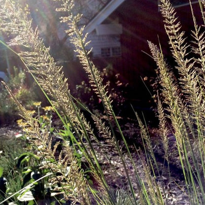 Muhlenbergia lindheimeri - Muhlenbergia - toptuinplanten