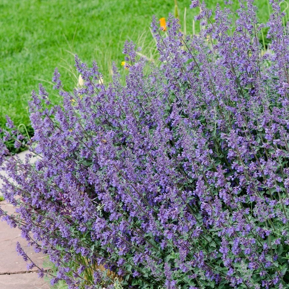 Nepeta 'Six Hills Giant' – Kattenkruid - toptuinplanten