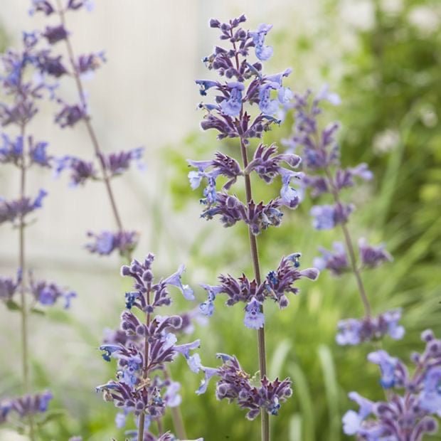 Nepeta 'Six Hills Giant' – Kattenkruid - toptuinplanten