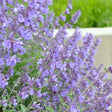 Nepeta 'Walker's Low' – kattenkruid - toptuinplanten