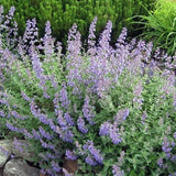 Nepeta 'Walker's Low' – kattenkruid - toptuinplanten