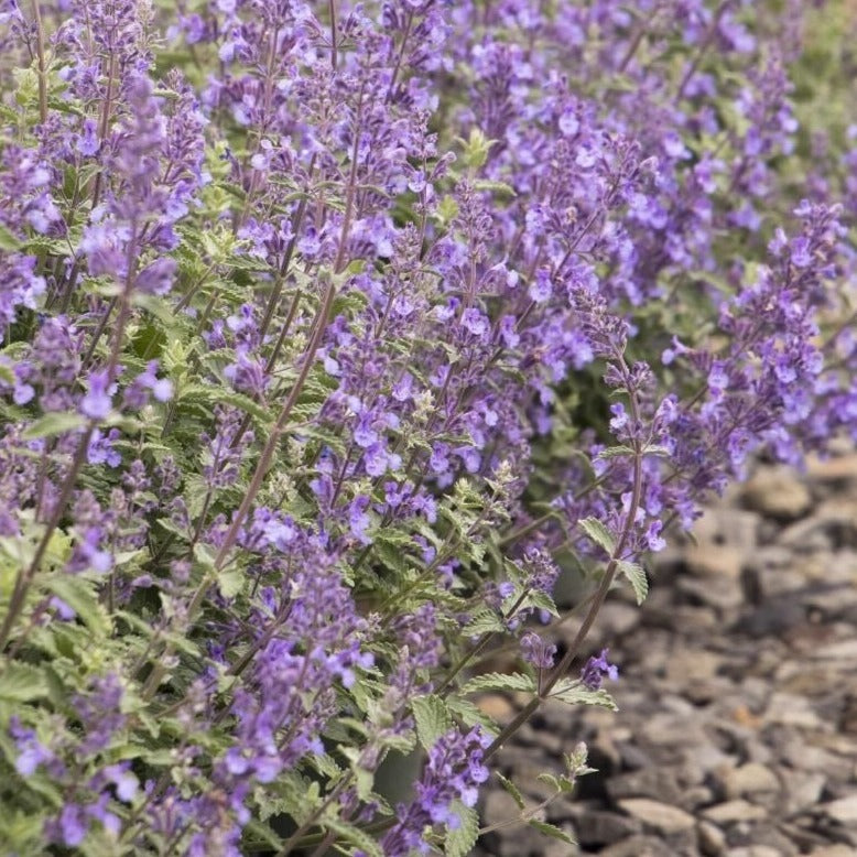 Nepeta 'Walker's Low' – kattenkruid - toptuinplanten