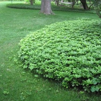 Pachysandra terminalis - toptuinplanten