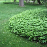 Pachysandra terminalis - toptuinplanten