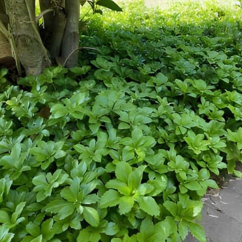 Pachysandra terminalis - toptuinplanten