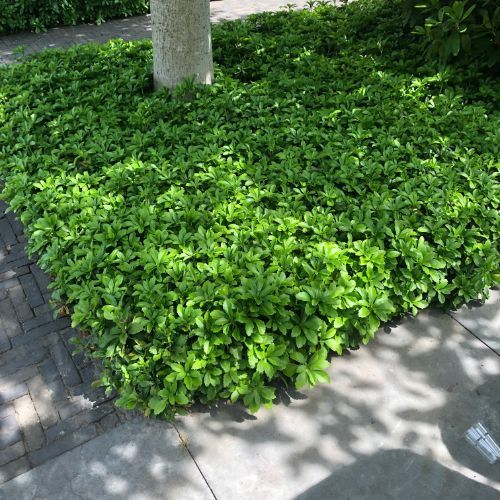 Pachysandra terminalis - toptuinplanten