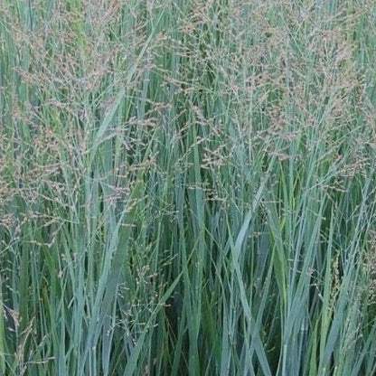 Panicum virgatum 'Heavy Metal' - Vingergras - toptuinplanten