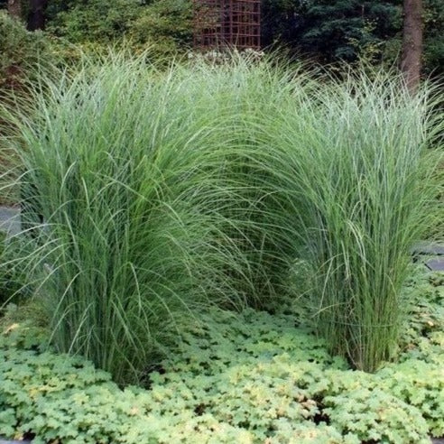 Panicum virgatum 'Heavy Metal' - Vingergras - toptuinplanten