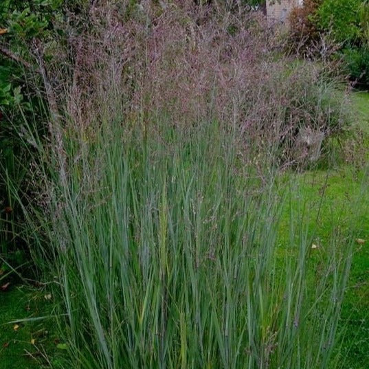 Panicum virgatum 'Heavy Metal' - Vingergras - toptuinplanten