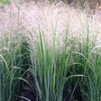 Panicum virgatum 'Northwind' - toptuinplanten