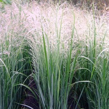 Panicum virgatum 'Northwind' - toptuinplanten