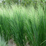 Panicum virgatum 'Northwind' - toptuinplanten