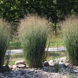 Panicum virgatum 'Northwind' - toptuinplanten