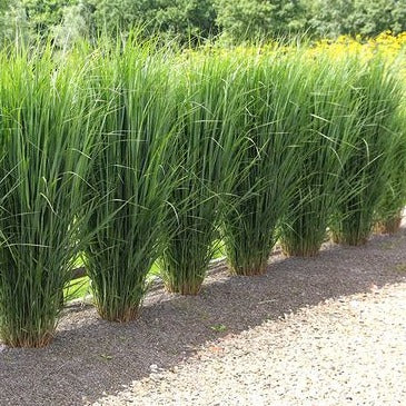 Panicum virgatum 'Northwind' - toptuinplanten