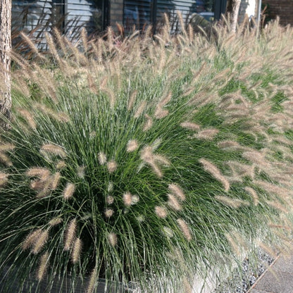 Pennisetum alopecuroides 'Hameln' - toptuinplanten