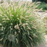 Pennisetum alopecuroides 'Hameln' - toptuinplanten