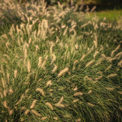 Pennisetum alopecuroides 'Hameln' - toptuinplanten