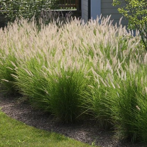 Pennisetum alopecuroides 'Hameln' - toptuinplanten