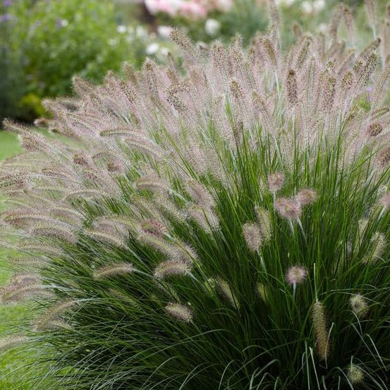 Pennisetum alopecuroides - Lampenpoetsersgras - toptuinplanten