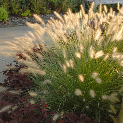 Pennisetum alopecuroides - Lampenpoetsersgras - toptuinplanten