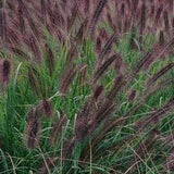 Pennisetum alopecuroides 'Moudry -Zwarte Lampenpoetsergras - toptuinplanten