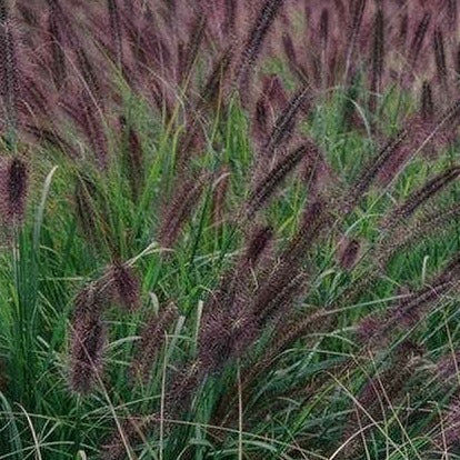 Pennisetum alopecuroides 'Moudry -Zwarte Lampenpoetsergras - toptuinplanten