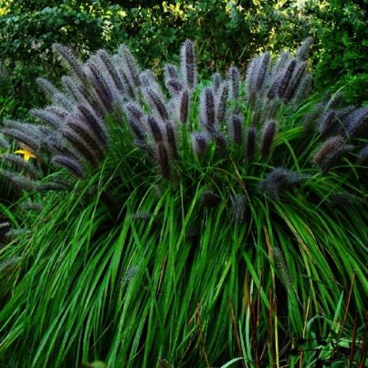 Pennisetum alopecuroides 'Moudry -Zwarte Lampenpoetsergras - toptuinplanten