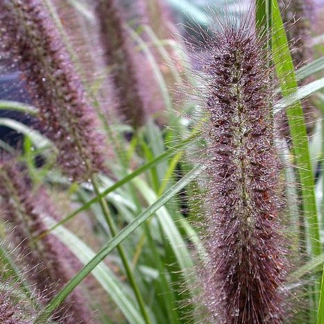 Pennisetum alopecuroides 'Moudry -Zwarte Lampenpoetsergras - toptuinplanten