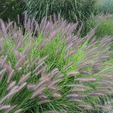 Pennisetum alopecuroides 'Redhead - Lampenpoetsersgras - toptuinplanten